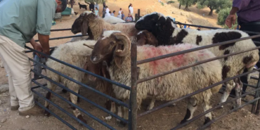 Kurbanlık pazarına ağır darbe: Bayram öncesi korkutan baskın