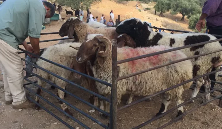 Kurbanlık pazarına ağır darbe: Bayram öncesi korkutan baskın