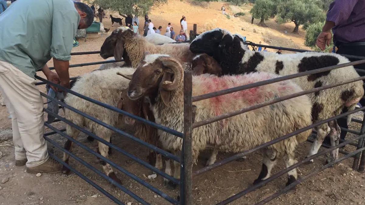 Kurbanlık pazarına ağır darbe: Bayram öncesi korkutan baskın