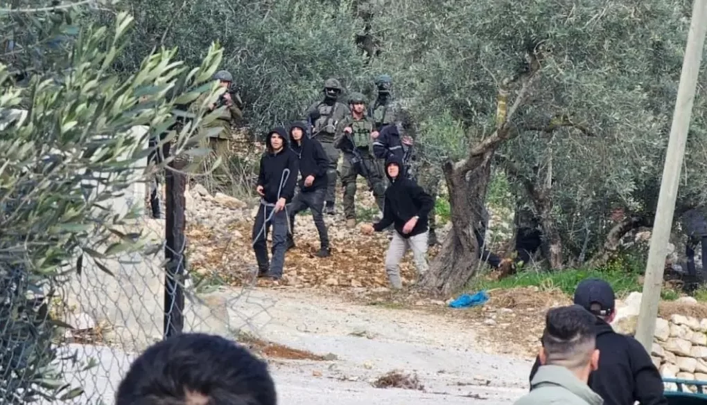 Batı Şeria'da yerleşimci şiddeti: Bin ağaç söküldü