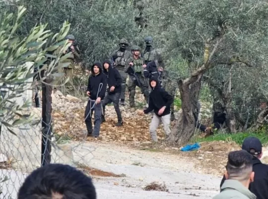 Batı Şeria'da yerleşimci şiddeti: Bin ağaç söküldü