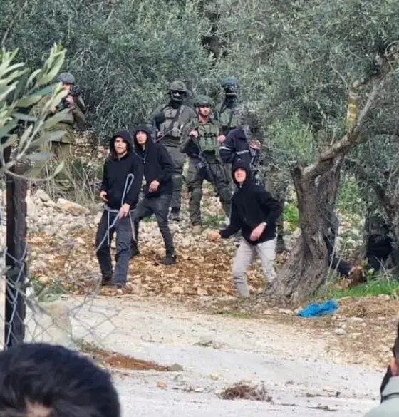 Batı Şeria'da yerleşimci şiddeti: Bin ağaç söküldü