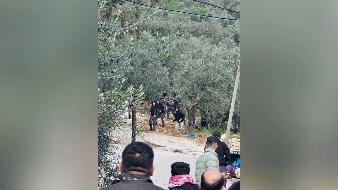 Ramallah’ta Yerleşimci Saldırısı: Zeytinlikler Tahrip Edildi