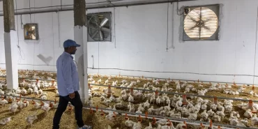 Sıcak hava dalgası vurdu: Tunus'ta elektrik krizi büyüyor