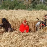 Mısır'da yerli buğday alımı hedefin altında kaldı: 4,72 milyon ton