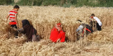 Mısır'da yerli buğday alımı hedefin altında kaldı: 4,72 milyon ton