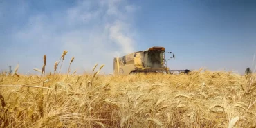 Rakamlarla: Suriye buğdayda kendine yeterliliği nasıl sağladı?
