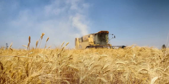 Rakamlarla: Suriye buğdayda kendine yeterliliği nasıl sağladı?
