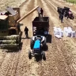 Suriye buğdayda kendine yetti: Yıllar sonra ilk kez ithalat bitti