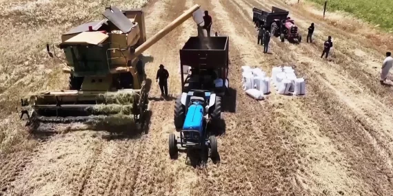 Suriye buğdayda kendine yetti: Yıllar sonra ilk kez ithalat bitti