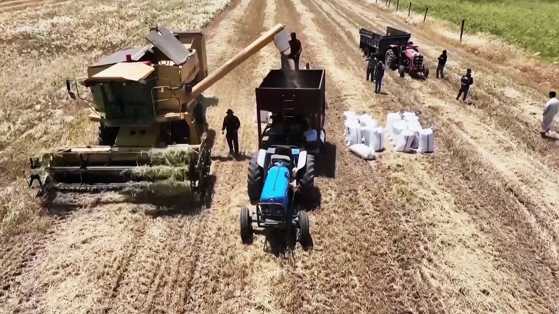 Suriye buğdayda kendine yetti: Yıllar sonra ilk kez ithalat bitti