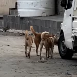 Yemen'in Taiz kentinde kuduz alarmı: 700'den fazla vaka