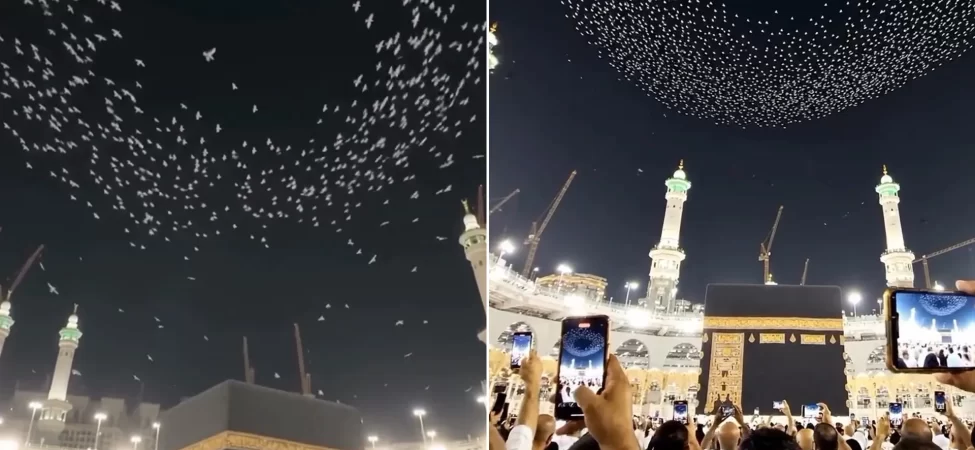 Kabe üzerindeki kuş sürüleri: Viral videonun aslı ne çıktı