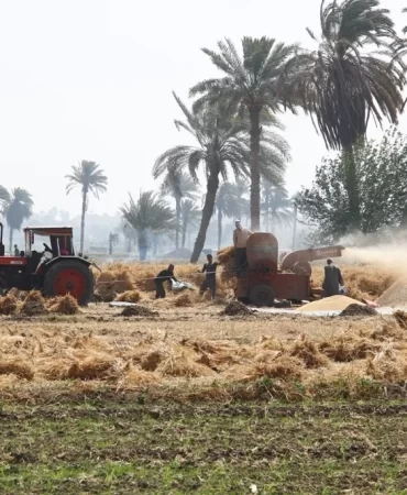 Mısır'dan dev adım: 2030 yılı için kritik buğday hamlesi
