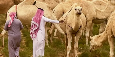 Rakka’da develer sahipsiz kaldı: Asırlık gelenek yok oluyor