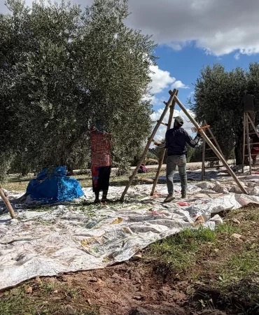 Suriye'de zeytin bereketi: İhracatta rekabet engeli mi var?