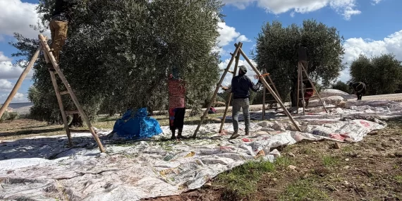 Suriye'de zeytin bereketi: İhracatta rekabet engeli mi var?