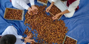 Suudi Arabistan hurma ihracatında üst üste dördüncü kez dünya lideri